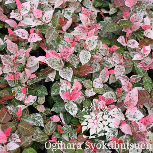 初雪カズラ おぎはら植物園