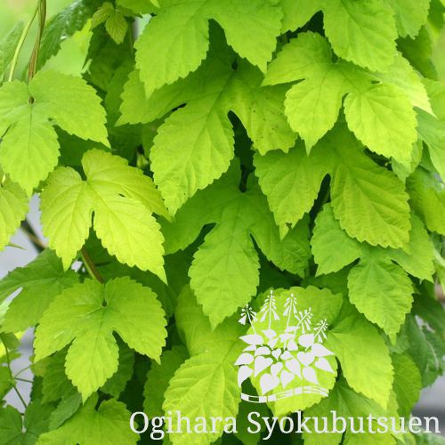 検索結果 おぎはら植物図鑑 おぎはら植物園