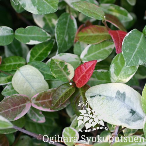 検索結果 おぎはら植物図鑑 おぎはら植物園