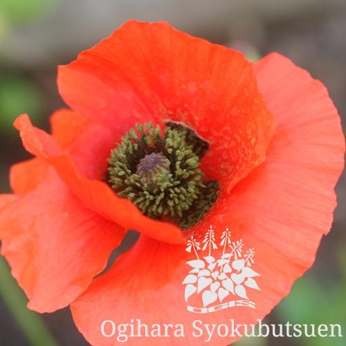 オリエンタルポピー ビクトリアルイーズ おぎはら植物園