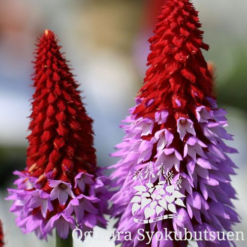 プリムラ ビアリー おぎはら植物園