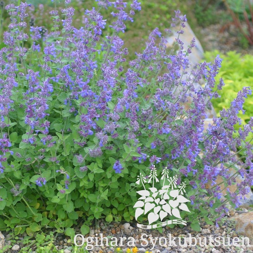 ブルーキャットミント おぎはら植物園