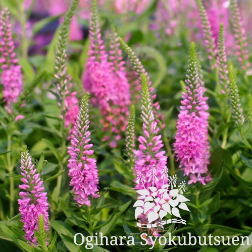 ベロニカ ベイビーピンク おぎはら植物園