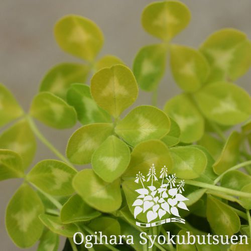 イエロークローバー おぎはら植物園