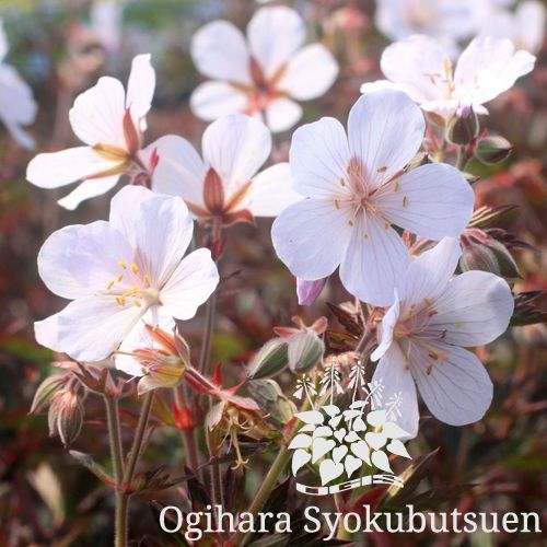 フウロ草 プラテンセ ‘ミッドナイトクラウズ’Geranium pratense 'Midnight Clouds'フウロ草 プラテンセ ‘ミッドナイトクラウズ’Geranium pratense 'Midnight Clouds'フウロ草 プラテンセ ‘ミッドナイトクラウズ’Geranium pratense 'Midnight Clouds'フウロ草 プラテンセ ‘ミッドナイトクラウズ’Geranium pratense 'Midnight Clouds'