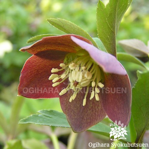 クリスマスローズ メリクロン プチドール 和 なごみ おぎはら植物園