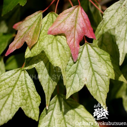 トウカエデ 花散里｜おぎはら植物園