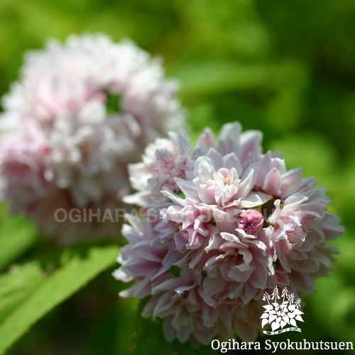 ウツギ ピンクポンポン おぎはら植物園