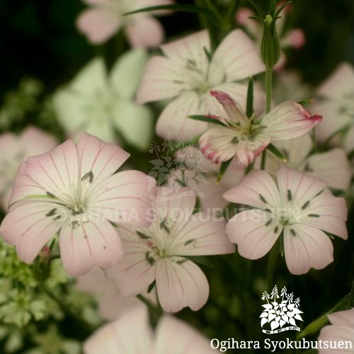 アグロステンマ 桜貝 おぎはら植物園