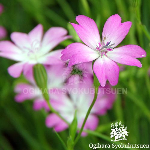 ビスカリア チェリーブロッサム おぎはら植物園