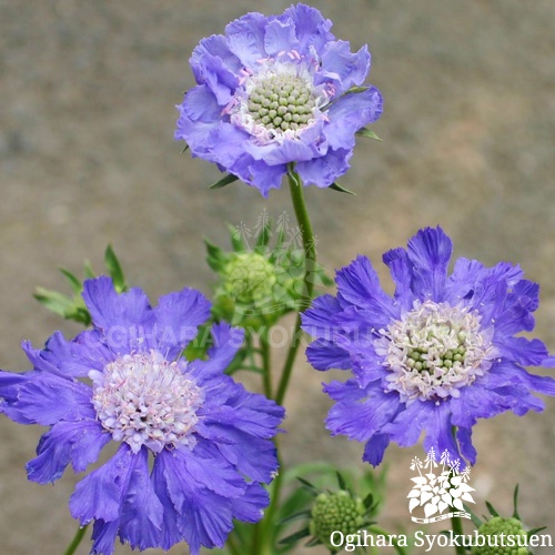 松虫草 スカビオサ パーフェクタ おぎはら植物園