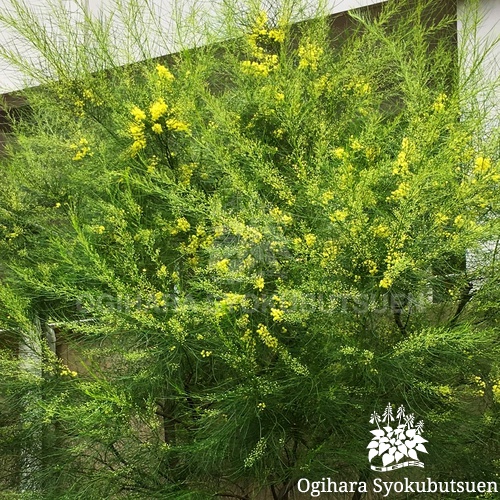 アカシア フロリバンダ おぎはら植物園