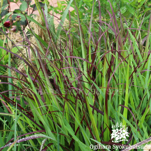 パニカム チョコラータ おぎはら植物園