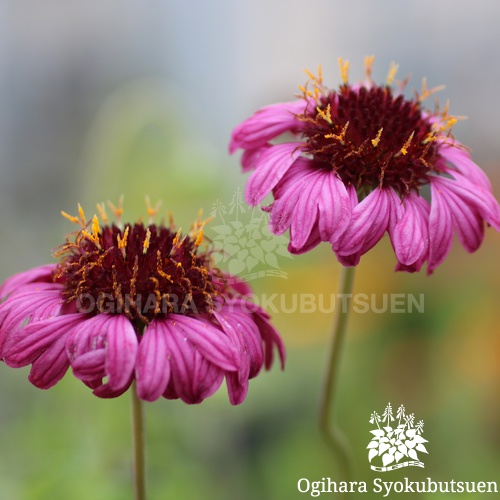 ガイラルディア グレープ センセーション おぎはら植物園