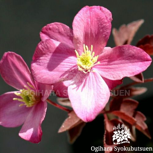 検索結果 おぎはら植物図鑑 おぎはら植物園