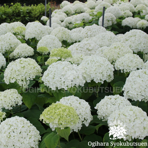 アジサイ アナベル おぎはら植物園