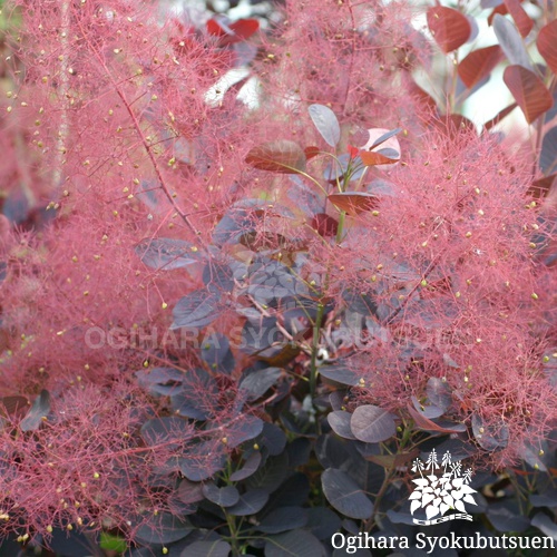 スモークツリー 'ロイヤルパープル'｜おぎはら植物園