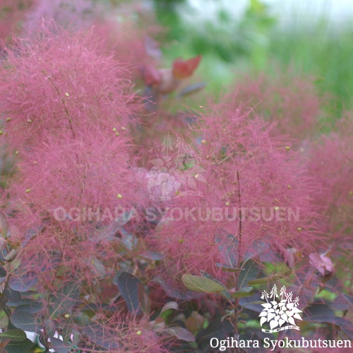 スモークツリー グレース おぎはら植物園