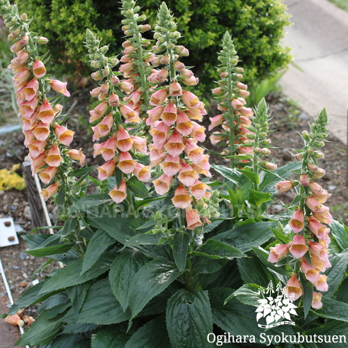 検索結果 おぎはら植物図鑑 おぎはら植物園