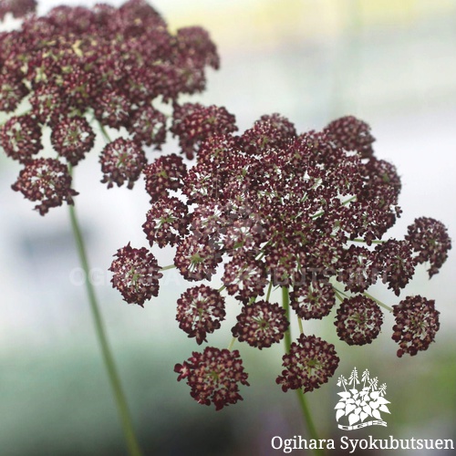 ブラックレースフラワー｜おぎはら植物園