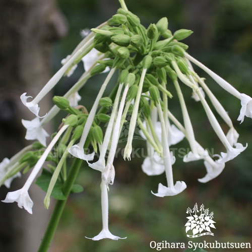 ニコチアナ シルベストリスNicotiana  sylvestrisニコチアナ シルベストリスNicotiana  sylvestris