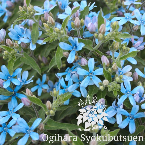 オキシペタラム ブルースター おぎはら植物園