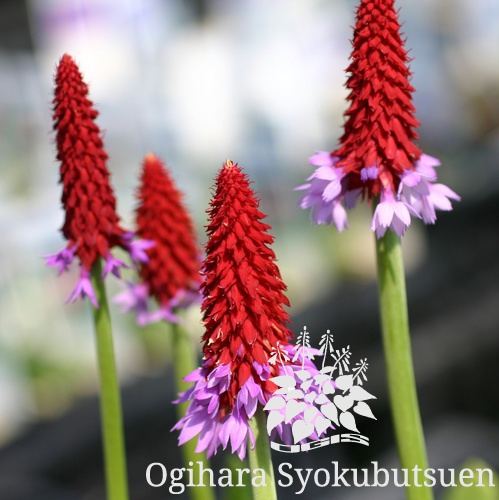 プリムラ ビアリー おぎはら植物園