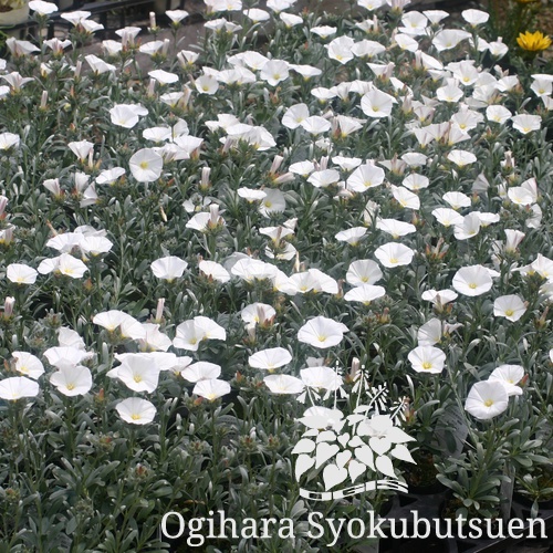 コンボルブルス クネオルム おぎはら植物園