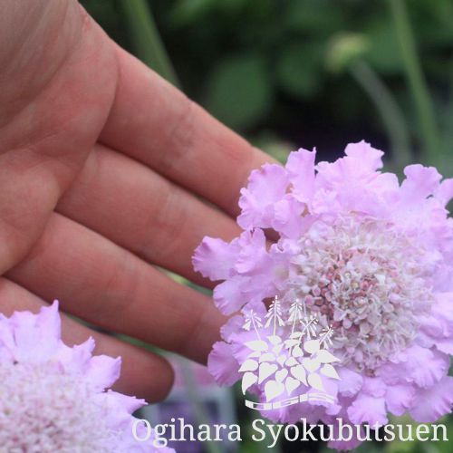 松虫草 スカビオサ ピンクレース おぎはら植物園