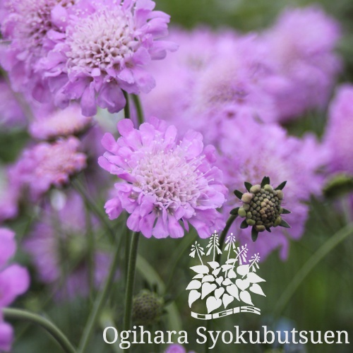 姫松虫草 スカビオサ ピンクッションピンク おぎはら植物園