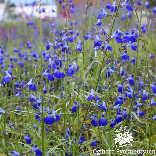 コバルトセージ おぎはら植物園