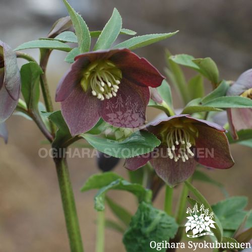 クリスマスローズ メリクロン プチドール 和 なごみ おぎはら植物園