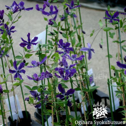 検索結果 Webカタログ おぎはら植物園