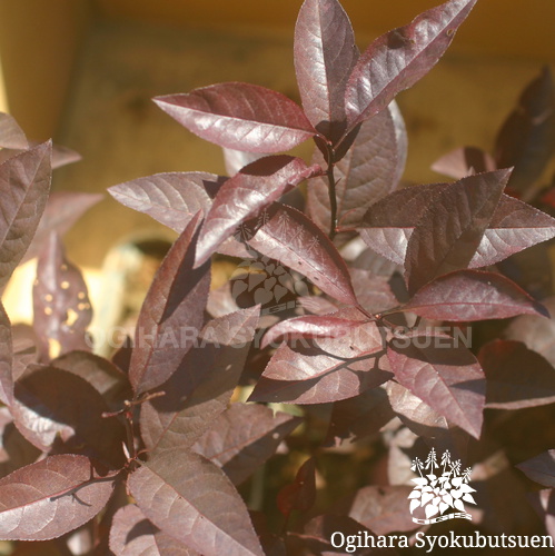 紅葉スモモ システナ おぎはら植物園