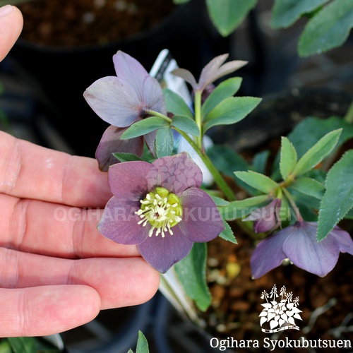 クリスマスローズ メリクロン プチドール 和 なごみ おぎはら植物園