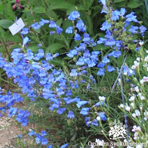 ペンステモン エレクトリックブルー おぎはら植物園