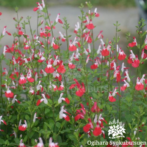 サルビア ホットリップス おぎはら植物園