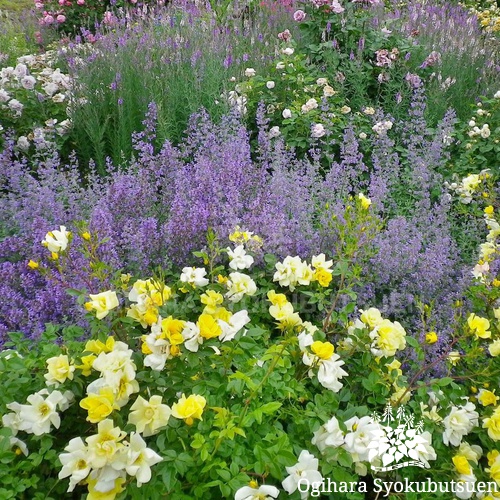 検索結果 Webカタログ おぎはら植物園