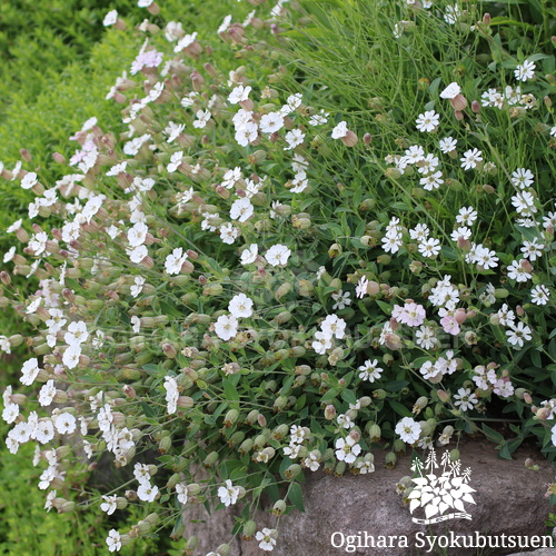 シレネ ユニフロラ アルバ おぎはら植物園