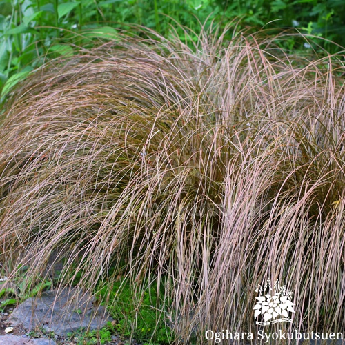 カレックス 'ブロンズカール'｜おぎはら植物園