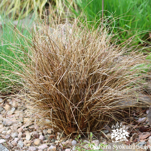 カレックス 'ブロンズカール'｜おぎはら植物園