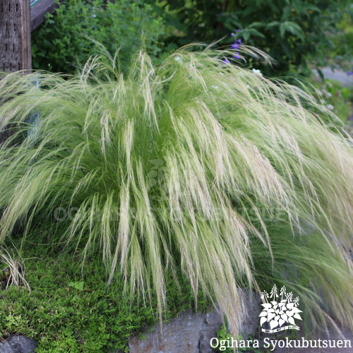 スティパ エンジェル ヘアー おぎはら植物園