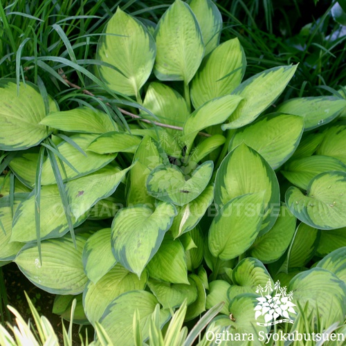 検索結果 Webカタログ おぎはら植物園
