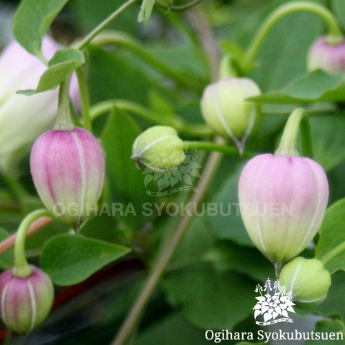 クレマチス バーシカラー｜おぎはら植物園