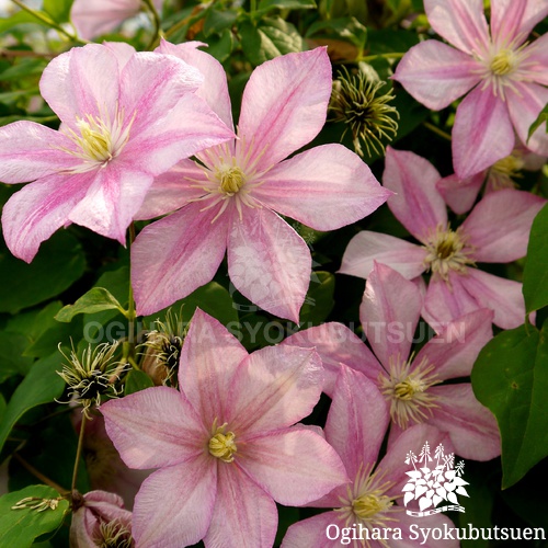 クレマチス カロライン おぎはら植物園