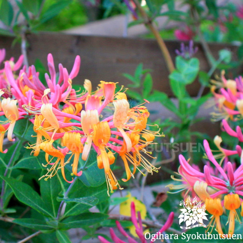 ハニーサックル 'ゴールドフレーム'｜おぎはら植物園