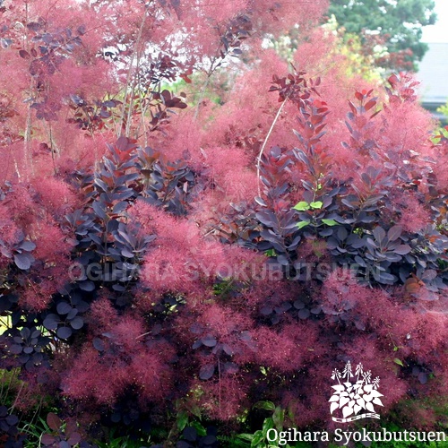 スモークツリー ロイヤルパープル おぎはら植物園