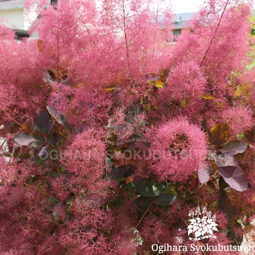 スモークツリー グレース おぎはら植物園