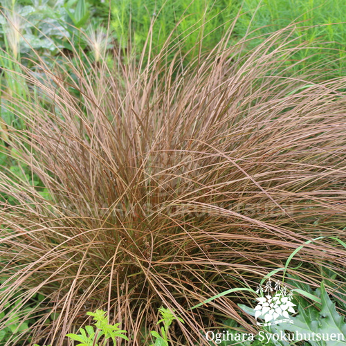 カレックス 'ブロンズカール'｜おぎはら植物園