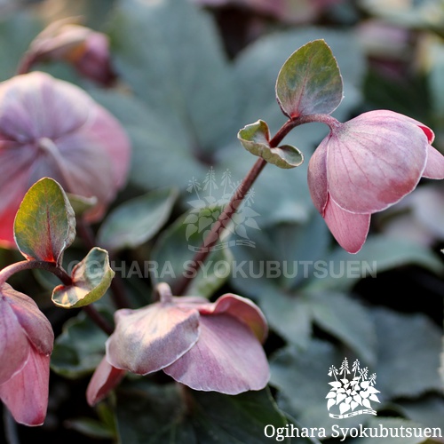 クリスマスローズ(原種間交配) 氷の薔薇 ナイチンゲール｜お